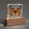 Real Tiger Butterfly, Curiosities, Insects in Resin