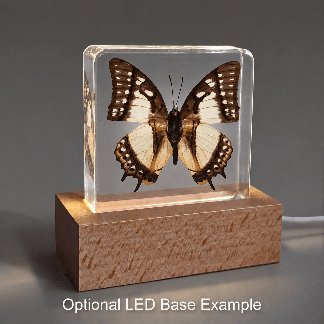 Nawab Butterfly in Resin Real China Nawab Butterfly, Curiosities, Insects in Resin