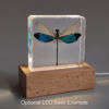 Real Preserved Damselfly, Insects in Resin, Natural Specimens
