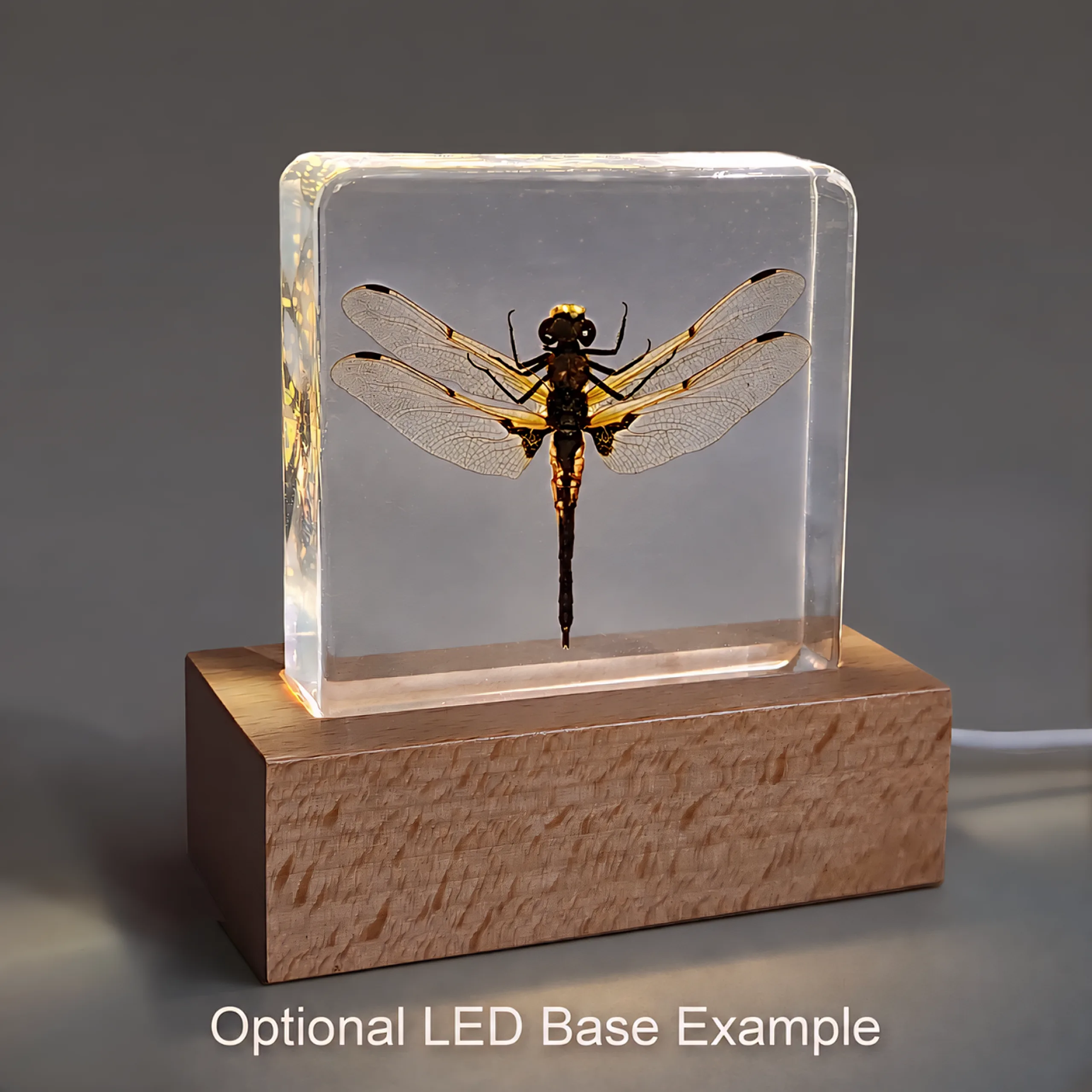 Dragonfly-in-Resin-with-LED-Base Real Preserved Dragonfly, Insects in Resin, Curiosities