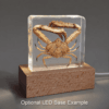 Real Preserved Crab, Insects In Resin, Curiosities
