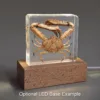 Real Preserved Crab, Insects In Resin, Curiosities