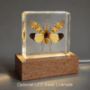 Real Preserved Lanternfly, Insects in Resin, Curiosities