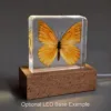 Real Orange Albatross Butterfly, Curiosities, Insects in Resin