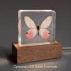 Real Blushing Phantom Butterfly, Curiosities, Insects in Resin
