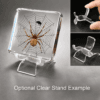 Real Preserved Spider and Fly, Spider Web, Curiosities, Insects in Resin