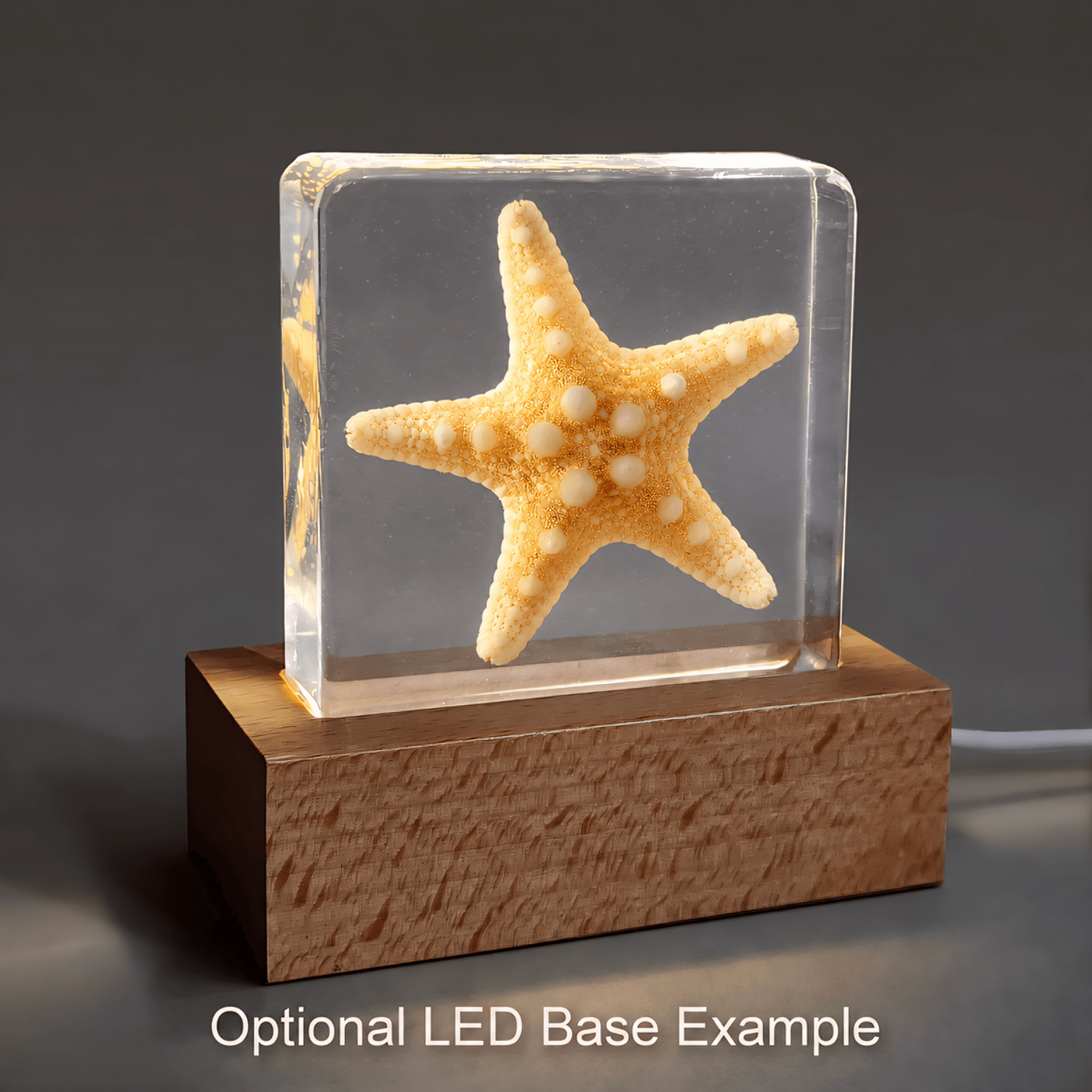 Starfish-in-Resin-with-LED-Base Real Preserved Starfish, Curiosities, Specimens in Resin