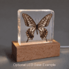 Real Asian Swallowtail Butterfly, Curiosities, Insects in Resin