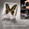 Real Tailed Jay Butterfly, Curiosities, Insects in Resin