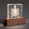 Real Preserved Turtle Skeleton, Insects in Resin, Natural Specimens