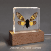 Real Preserved Yellow Cicada, Insects In Resin, Curiosities