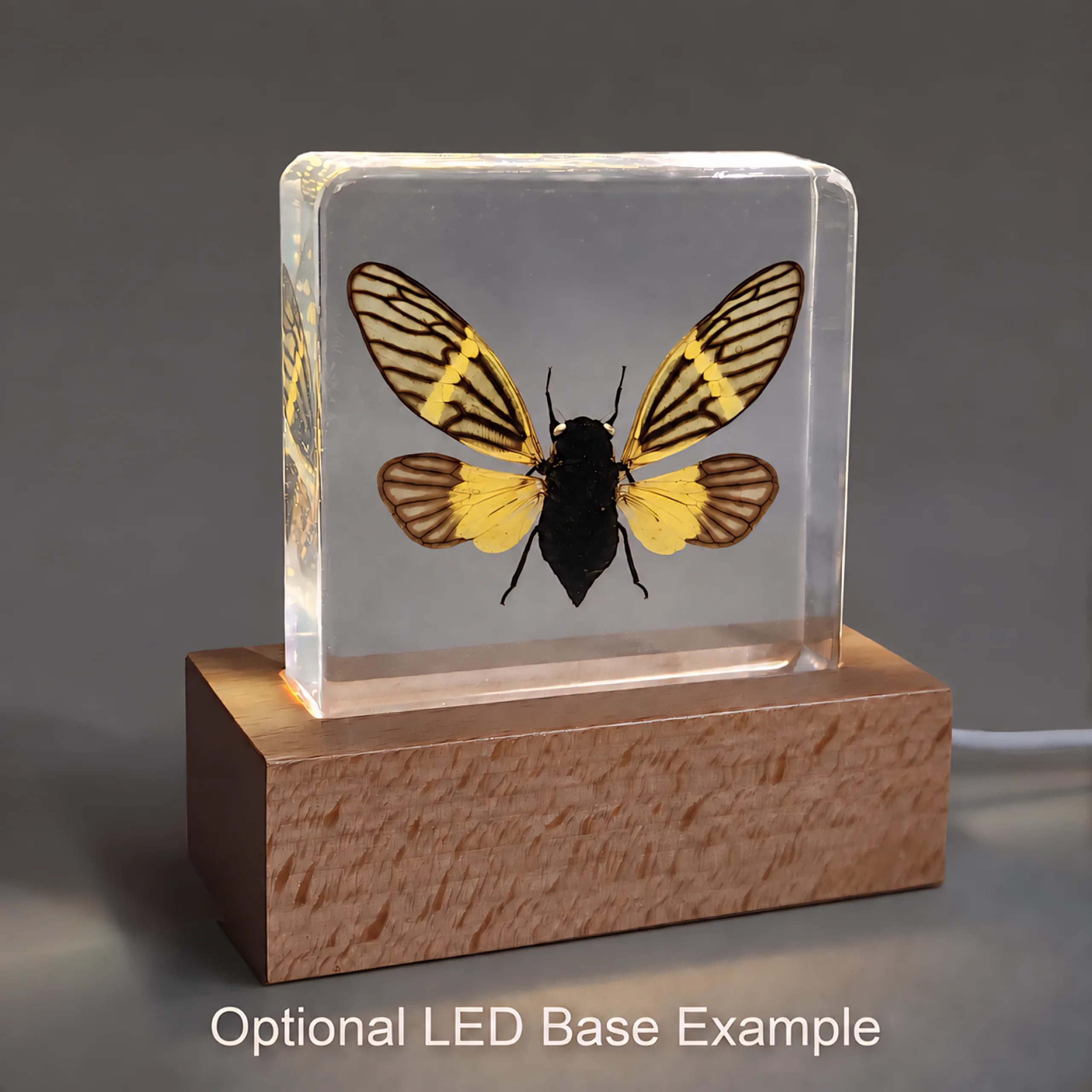 Yellow-Cicada-in-Resin-with-LED-Base Real Preserved Yellow Cicada, Insects In Resin, Curiosities