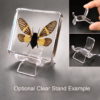 Real Preserved Yellow Cicada, Insects In Resin, Curiosities