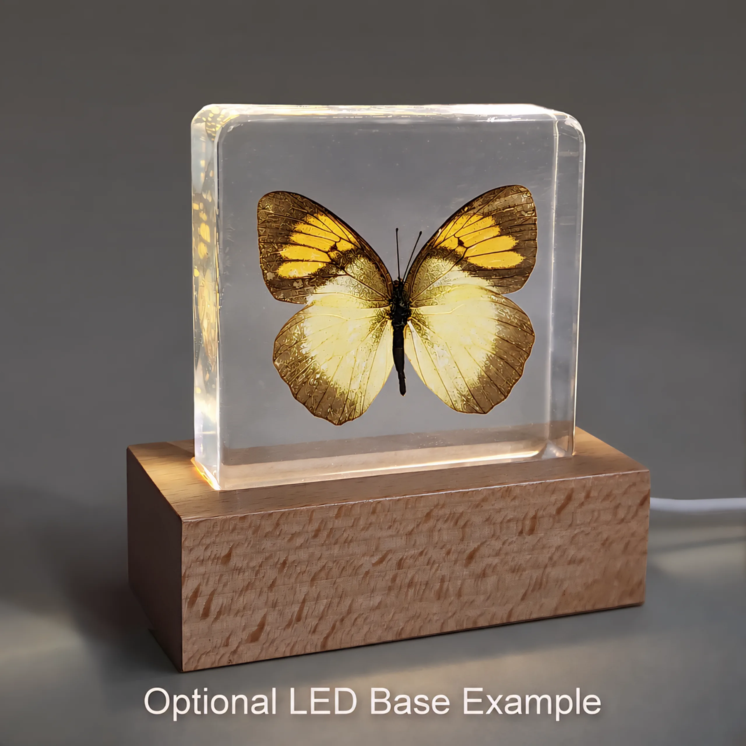 Yellow-Orange-Tip-Butterfly-with-LED-Base Real Yellow Orange Tip Butterfly, Curiosities, Insects in Resin