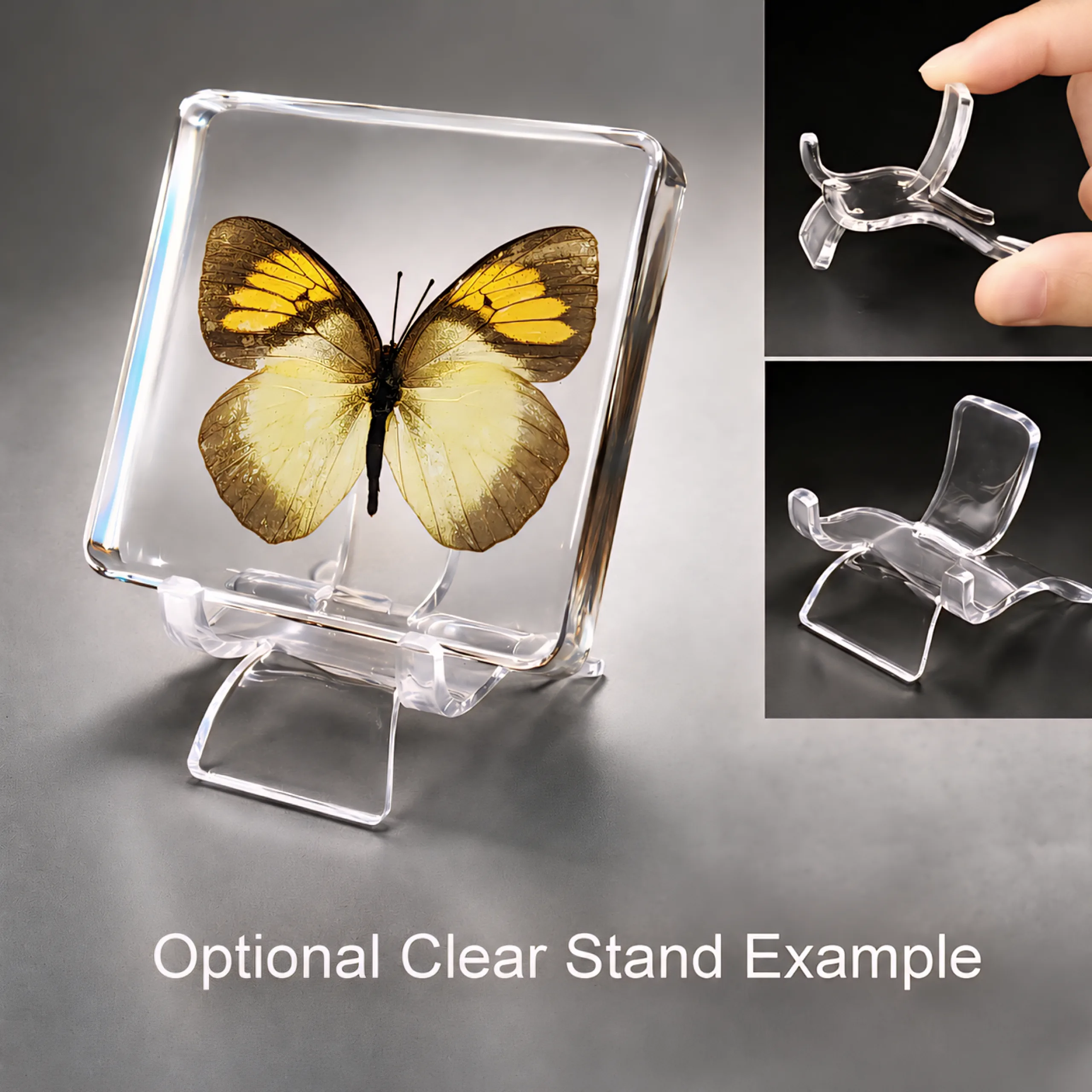 Yellow-Orange-Tip-Butterfly-with-Stand Real Yellow Orange Tip Butterfly, Curiosities, Insects in Resin