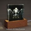 Real Preserved Bat Skeleton, Animal Taxidermy, Insects in Resin