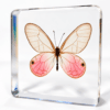 Rare Blushing Phantom Pink Butterfly in Resin