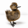 Wholesale Taxidermy Duckling, Brown Taxidermy Duck, Oddities Gifts