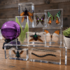 Insects in Resin Display Stands, Clear Resin Shelves