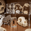 Insects in Resin Display Stands, Clear Resin Shelves