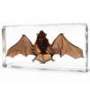 Real Bat Specimen, Bat In Resin, Wings Open, Oddities, Curiosities