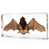 Real Bat Specimen, Bat In Resin, Wings Open, Oddities, Curiosities