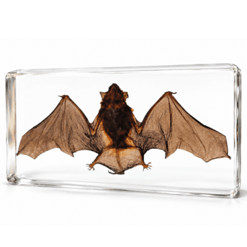 Real Bat Specimen, Bat In Resin, Wings Open, Oddities, Curiosities