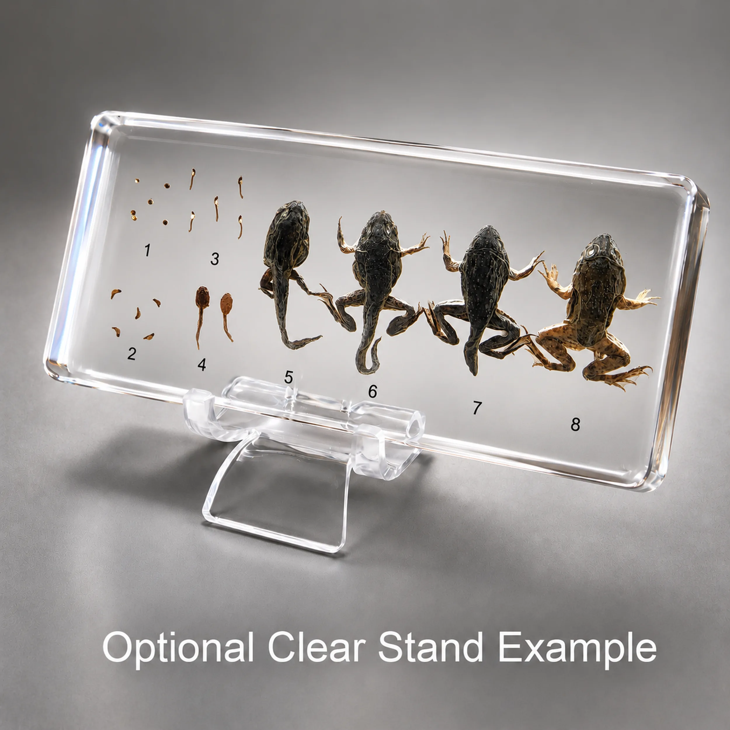 Real Preserved Frog, Frog Development, Frog Life Cycle, Specimen in Resin