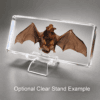 Real Bat Specimen, Bat In Resin, Wings Open, Oddities, Curiosities