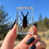 Small stag beetle in resin, Insects in Resin