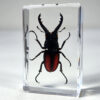 Small stag beetle in resin, Insects in Resin