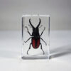 Small stag beetle in resin, Insects in Resin