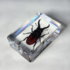 Small stag beetle in resin, Insects in Resin