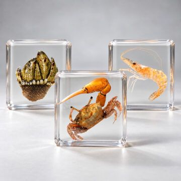 X3 Tiny Specimen in Resin Set, Shrimp, Crab, Barnacle -Water